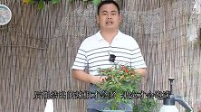 夏季养辣椒，巧妙修剪，辣椒才会挂满枝