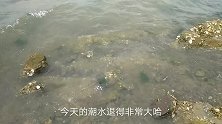 疯哥赶海抓海虹，这个地方怡贝海虹就是多，抓了这么多