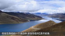西藏圣湖有8亿多斤鱼 为啥没人捕捞？知道它吃啥你就不想吃了