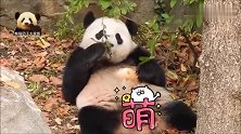 颜值爆表的熊猫宝宝手脚并用吃完竹子，又抱起心爱的水果冰，好乖