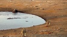 3只狮子攻击，陷在泥里的黑犀牛