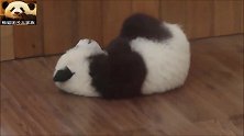 熊猫宝宝挠痒痒啃熊掌，确认过动作，是一只灵活的胖孩子
