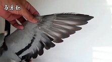 信鸽鉴赏：体态偏小的雌鸽，好不好你说了算