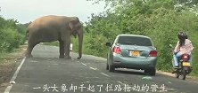 大象拦路收取“保护费”众位司机不仅没有怨言，还给得很开心