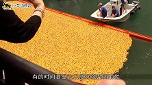 60000只鸭子一起玩漂流，会发生什么一起来见识下