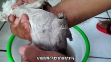 本就孤零零的小奶猫，又被一场大雨浇透了身体，猫咪忍不住的颤抖
