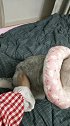 猫：把手给我拿开，没有小鱼干我才不让你摸我呢！
