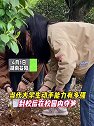 湖南益阳：当代大学生动手能力有多强，校园挖笋
