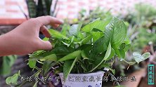 在家养绿萝，只要摆放位置选对了，你也能养成“绿瀑布”