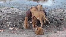 母狮率领幼崽们一起捕牛，小家伙勇气可嘉！