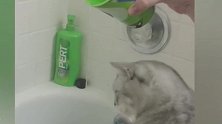 宝宝很喜欢猫咪，看到它时好开心，太有趣了！