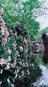 小河波光粼粼，倒映花枝婆娑。一对情侣相伴，梦里江南眼前。