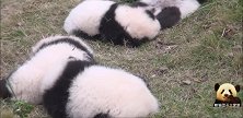 7只熊猫宝宝的睡姿一个比一个任性，四仰八叉那只是认真的吗？