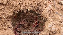 把黏液埋在土里一个月会怎样？老外脑洞大开，结果令人意想不到！