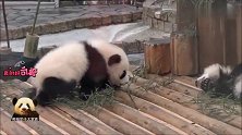 熊猫宝宝轻手轻脚地靠近熟睡中的小姐妹，小心翼翼的样子萌到爆