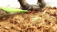螳螂好快的速度，苍蝇都还没反应过来就在它嘴里了