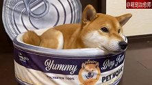 以柴犬为模特的罐罐窝，本尊试睡之后表示非常舒服，很满意呀！