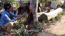 一棵枯死的椰子树，男子用刀劈开个口子，发现“液体黄金”