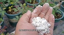 夏天能不能给月季洒石灰水防虫防病？建议大家谨慎操作