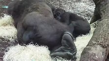 大猩猩带着小猩猩在睡觉，睡的很熟