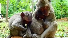 猴仔不想离开猴妈，太舍不得了，猴仔很有爱