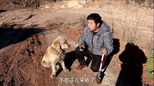 金毛说土堆下有宝贝，小虎刨开发现个手骨，这傻狗可真坑