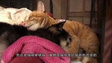 书店老板好心收留的橘猫，没想到竟然是一只“招财猫”！