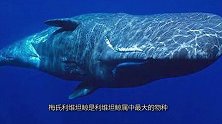 史上最凶猛的鲸鱼，能吞掉巨齿鲨，被称为海洋顶级猎食者