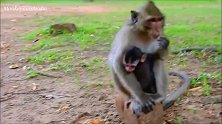 伤心欲绝！小猴被坏猴子如此残忍地拖了很长的距离，哭得撕心裂肺