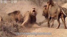 年迈雄狮追水牛，不料却惨遭水牛反杀！