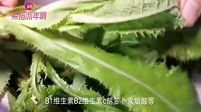 我家苦苣菜从来不用它熬汤，加你新吃法，清凉祛火，开胃又凉血
