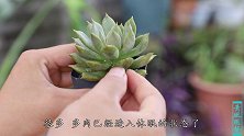 高温季节养多肉，分享几个“保命”技巧，保证安稳度过