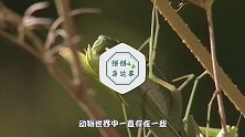 为什么母螳螂要“吃夫”？原来不是为了下一代，看后涨知识了