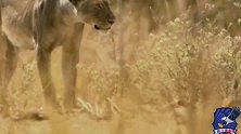 狮子在行动19一头雌狮却被咬的走不了，还在不停的受着折磨