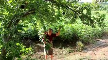 农村大山随处可见的美食，大婶摘一筐皂角，蘸上辣子吃的贼香