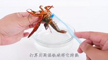 高温忒球VS小龙虾，两者一接触，画面不忍直视！