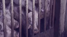 德国现代化猪肉分割加工厂，整猪搅成肉末烟熏变成香肠！