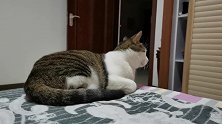 睡的迷迷糊糊的小猫咪！看我睡醒了它也不睡陪着我