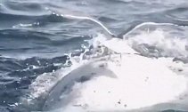 阿根廷：摄影师记录下一只海鸥降落在鲸鱼背上的罕见瞬间