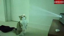 主人在用投影仪放电影，猫咪还想去扑：我捉到一缕光！