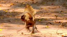 妈妈帮我！猴子阿沙绑架了猴子，小猴子跑得很快瞬间救下猴子！