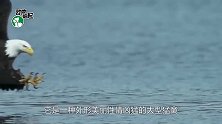 老鹰凌空俯冲，瞬间抓住了一条大鱼，镜头拍下全过程