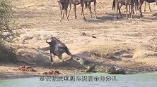 雄狮将角马逼至江边，却被鳄鱼占了个便宜，镜头记录全过程