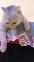 猫：家里也没老鼠抓了，这一天天的太无聊了！