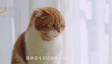 主人用红线模拟红外线考验猫，接下来看猫如何应对，厉害了我滴猫