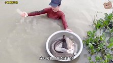 女孩听见水坑下有异响，果断扔下块猪肉，最后竟收获几十斤大鱼