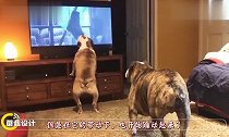 爱看“恐怖片”的狗狗，全程一惊一乍，场面让人爆笑！