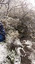 居然下起了鹅毛大雪