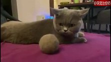 主人用猫咪掉的毛做了个球，猫咪很厌烦：我讨厌这颗球！