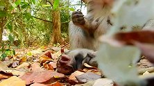一直舍不得离去，猴妈好伤心